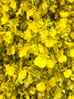 Yellow oncidium dancing lady orchids close up,background 