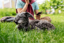 Mixed Breed Dog Bedlington Terrier Or Bedlington Whippet Gray Fluffy Senior Dog Resting With Owner On Green Grass Pets Adoption Care And Walking Dog Pet Love Copy Space