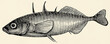The freshwater fish -  three-spined stickleback (Gasterosteus aculeatus). Antique stylized illustration.
