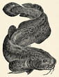 The freshwater fish -  burbot (Lota lota). Antique stylized illustration.