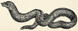 The fish - Mediterranean moray (Muraena helena). Antique stylized illustration.