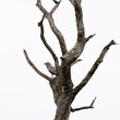 an African harrier hawk in a tree