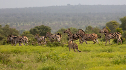 Wall Mural - a cheetah juvenile chasing zebras around