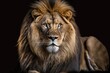 Panthera leo, a picture of an adult male lion looking at the camera, on black. Generative AI