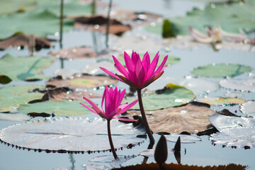 Wall Mural - Nature photo: Lotus flowers. This is beautifull flowers. Time: February 12, 2023. Location: Ho Chi Minh City. Content: Lotus has both aroma and color, but the lotus scent is not too strong but gentle.