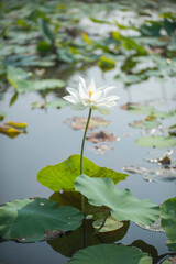 Wall Mural - Nature photo: Lotus flowers. Time: February 19, 2023. Location: Ho Chi Minh City. 