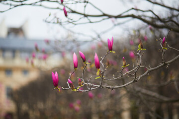 Wall Mural - Pink magnolia tree flowers on a spring day in Paris