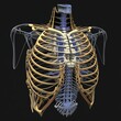 Rib cage anatomy 3D Illustration with wire frame skeleton autopsy master biology ribs mri ct health check medical examination golden thews skull standing position man x-ray body Generative AI 