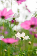 Wall Mural - Close up of beautiful pink cosmos flower blooming in garden in spring nature background