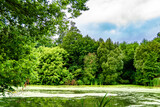 Fototapeta Na ścianę - Beautiful grass swamp reed growing on shore reservoir in countryside