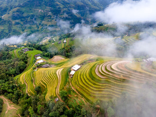 Wall Mural -  Paddy rice terraces with ripe yellow rice. Agricultural fields in countryside area of Hoang Su Phi, Ha Giang province, Vietnam. Mountain hills valley in Asia, Vietnam. Nature landscape background