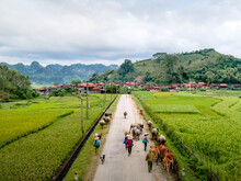 A Flock Of Buffalos Of The Ethnic H'Mong People Going On The Mountainous Road At Yen Minh District, Ha Giang Province, Viet Nam