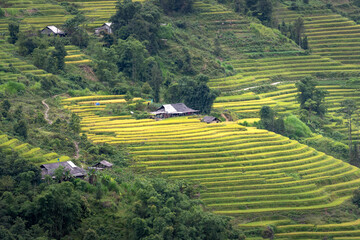 Wall Mural - Phung village, Hoang Su Phi district, Ha Giang province, Vietnam - Enjoy the beautiful scenery of Phung village, Hoang Su Phi district, Vietnam from above during the rice ripening