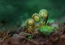 Fresh, Young Fern Shoots In The Spring Forest. The Awakening Of Nature After Winter, A Natural Forest Landscape.