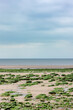The English Coast. A low-tide view of the East Anglia UK coastline beach looking out at seaweed covered rocks leading to the calm North Sea waters.