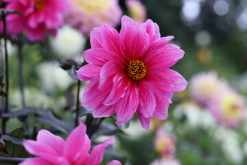 Wall Mural - Dahlia pink flowers in the garden,  background.