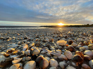 Wall Mural - Sea shells on sand. sea waves on the golden sand at beach. Sunset on tropical island, ocean beach.