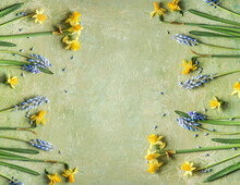 Floral Springtime Frame Made With Yellow Daffodils And Blue Grape Hyacinth Flowers  At Green Background, Top View