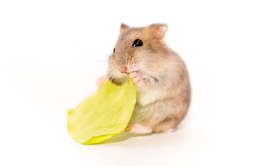 Wall Mural - Hamster close-up on a white background. The hamster eats vegetables and nuts. Smiling animal, happy pet.