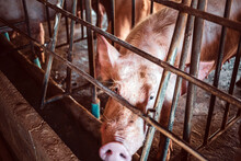 Hungry Sows Waiting For Food In Iron Cages In Pig Farm