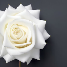 White Rose Isolated On Black - White Roses Love - White Flowers - Generative AI