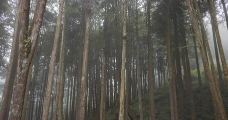 Wall Mural - mystical woodland enveloped in fog in alishan national forest recreation area