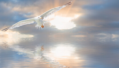 Poster - A seagull flying over the calm sea at sunset sky