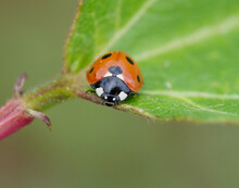 A Close-up Macro Picture Of A Ladybird Or Ladybug On A Leaf