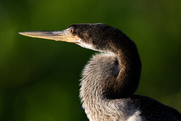 Distinctive snakebird appearance of anhinga in Florida wild bird portrait with green bokeh background in horizontal format
