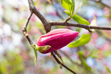 Wall Mural - Beautiful blooming pink magnolia tree on spring day. Selective focus
