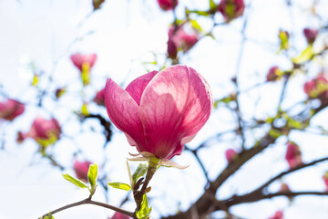 Wall Mural - Beautiful blooming pink magnolia tree on spring day. Selective focus