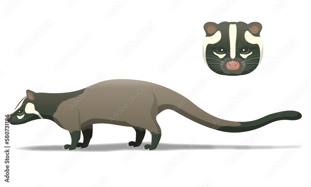 ハクビシン | 害獣 | palm civet | asian palm civet | 特定外来生物