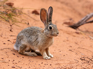 Wall Mural - A Desert Cottontail (Sylvilagus audubonii) sitting in the sand in Arches National Park, Utah.