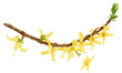 Blooming Forsythia Branch, botanical watercolor