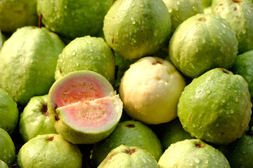 Wall Mural - Organic guava fruit. green guava fruit hanging on tree in agriculture farm of India in harvesting season, This fruit contains a lot of vitamin C.