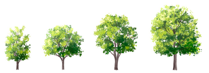 Vector watercolor of green tree side view isolated on white background for landscape  and architecture drawing, elements for environment and garden, painting botanical for section and elevation 