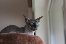 Sphynx Cat Lying And Looking Outside The Window Close Up	