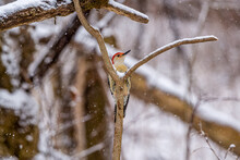 Red-bellied Woodpecker On Branch In The Snow