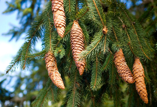 Close-up of spruce cones.