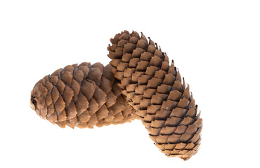 Sticker - fir cone isolated