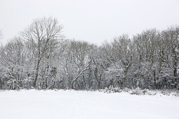 Wall Mural - Field and Trees in the snow after a winter storm	