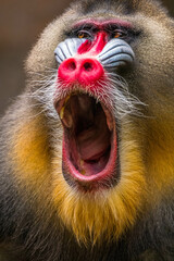 Wall Mural - The mandrill (Mandrillus sphinx) is a large Old World monkey native to west central Africa. It is one of the most colorful mammals in the world