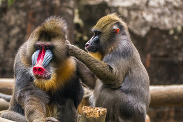 Wall Mural - The mandrill (Mandrillus sphinx) is a large Old World monkey native to west central Africa. It is one of the most colorful mammals in the world