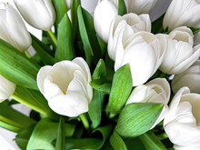 Bouquet Of Beautiful White Tulips Close Up.