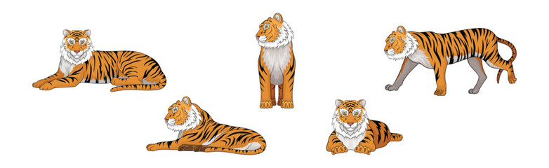 Wall Mural - striped tiger with orange-brown fur as wild cat species in different poses vector set