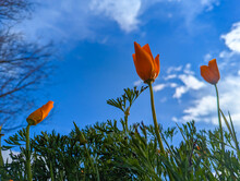 California Poppy In Front Of A Blue Sky With A Few Clouds 