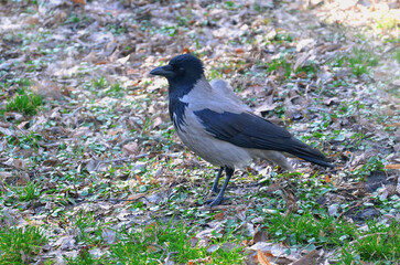 Wild crow walks among old fallen leaves  and young grass in the city park in early spring day.