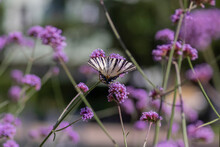 Verbena Bonariensis Vervain Purpletop Flowering Plant With White Black Butterfly Scarce Swallowtail Iphiclides Podalirius