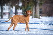Hungarian Hound runs in the snow