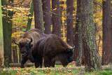 Fototapeta Zwierzęta - Stado żubrów w starym jesiennym lesie